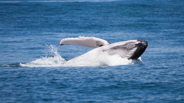 ¿Las ballenas jorobadas pueden tragar humanos? Los expertos lo aclaran