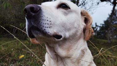 Canelón sobrevivió milagrosamente a incendio que se llevó a su inseparable amigo Guapo