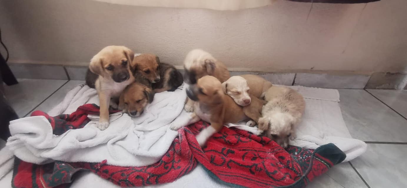 Día Mundial de la Bicicleta