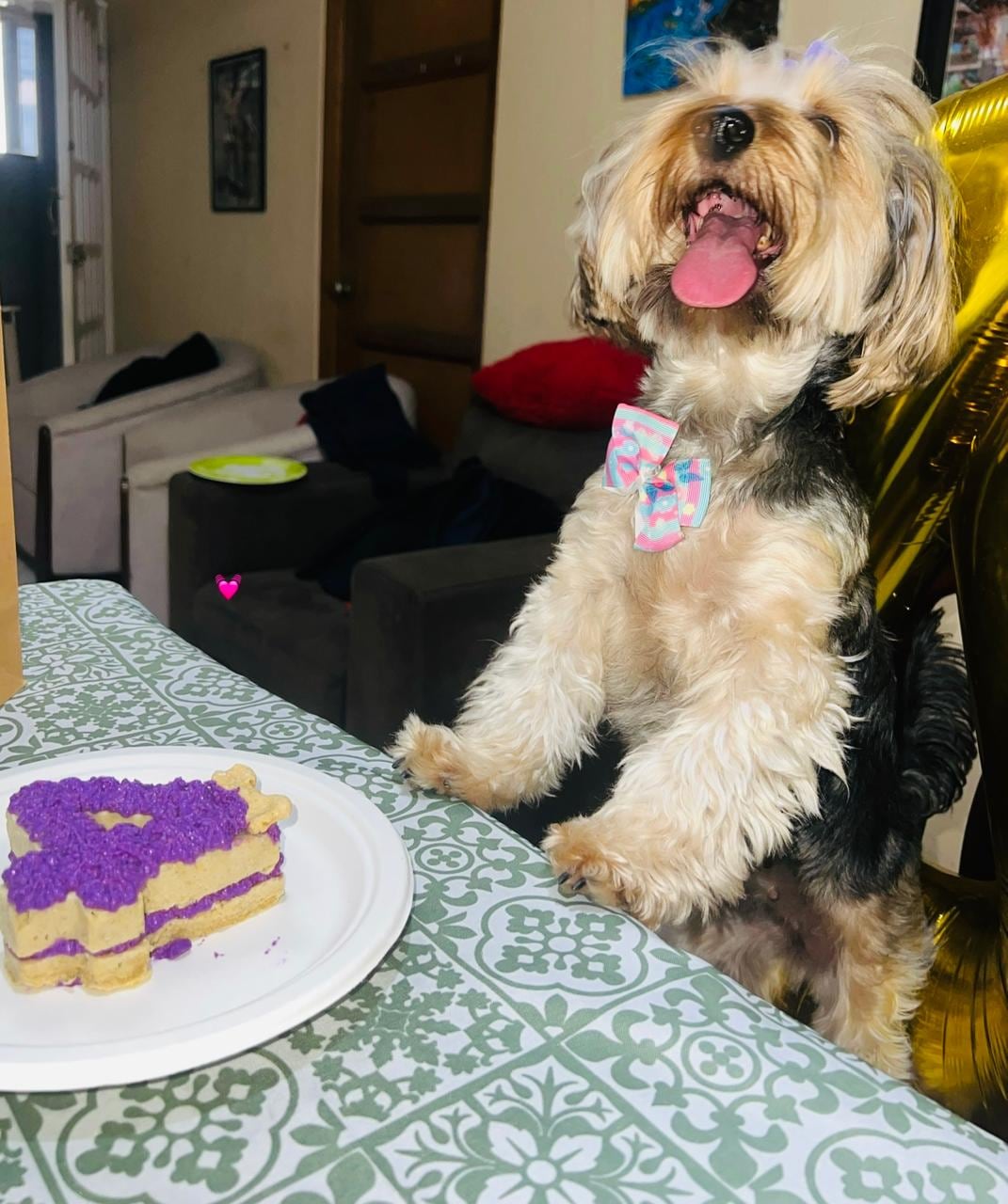 Frida es una perrita que llena de ladridos de amor a la familia Soto Rodríguez. Don Alexander Soto es el abuelito humano de esta peludita raza Yorkshire Terrier