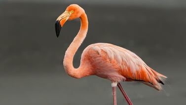 Fotógrafo que captó al flamenco americano en Costa Rica nos contó lo que hizo para “pegarlo”