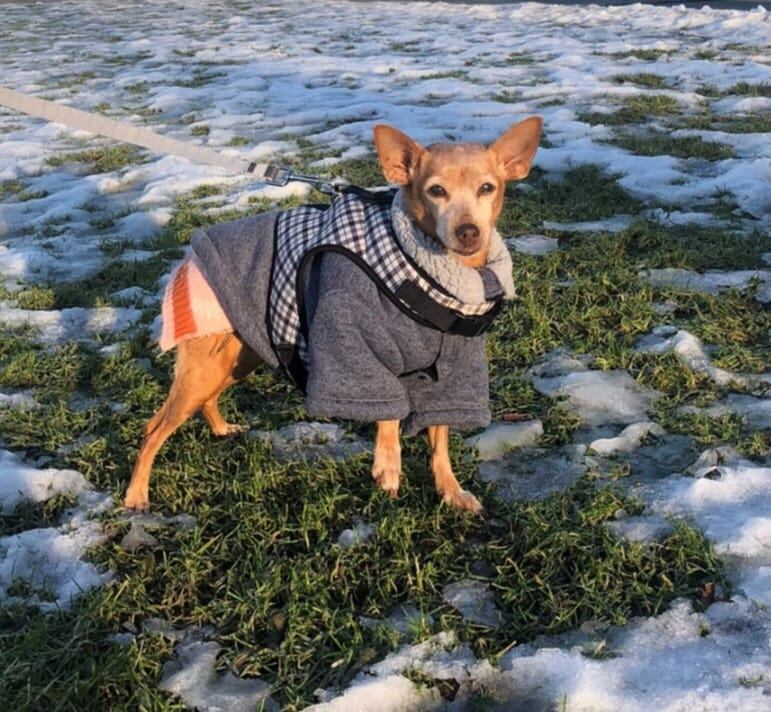 Cada 14 de enero se celebra el Día Mundial de Vestir a tu Mascota.