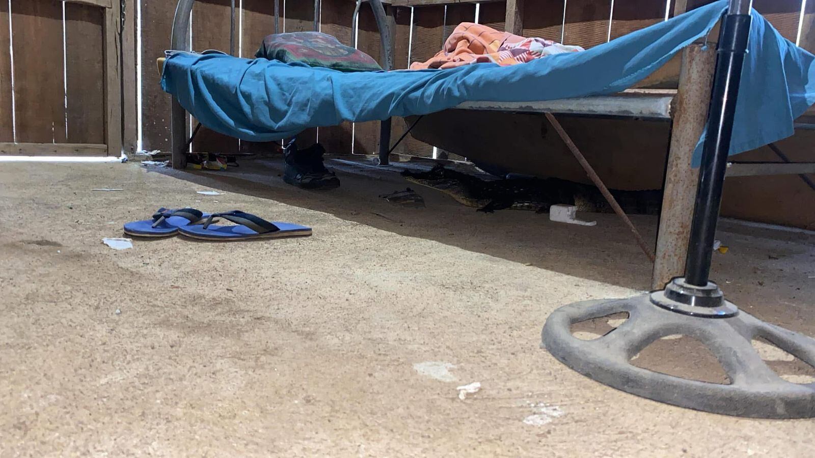 caimán debajo de la cama en Sarapiquí