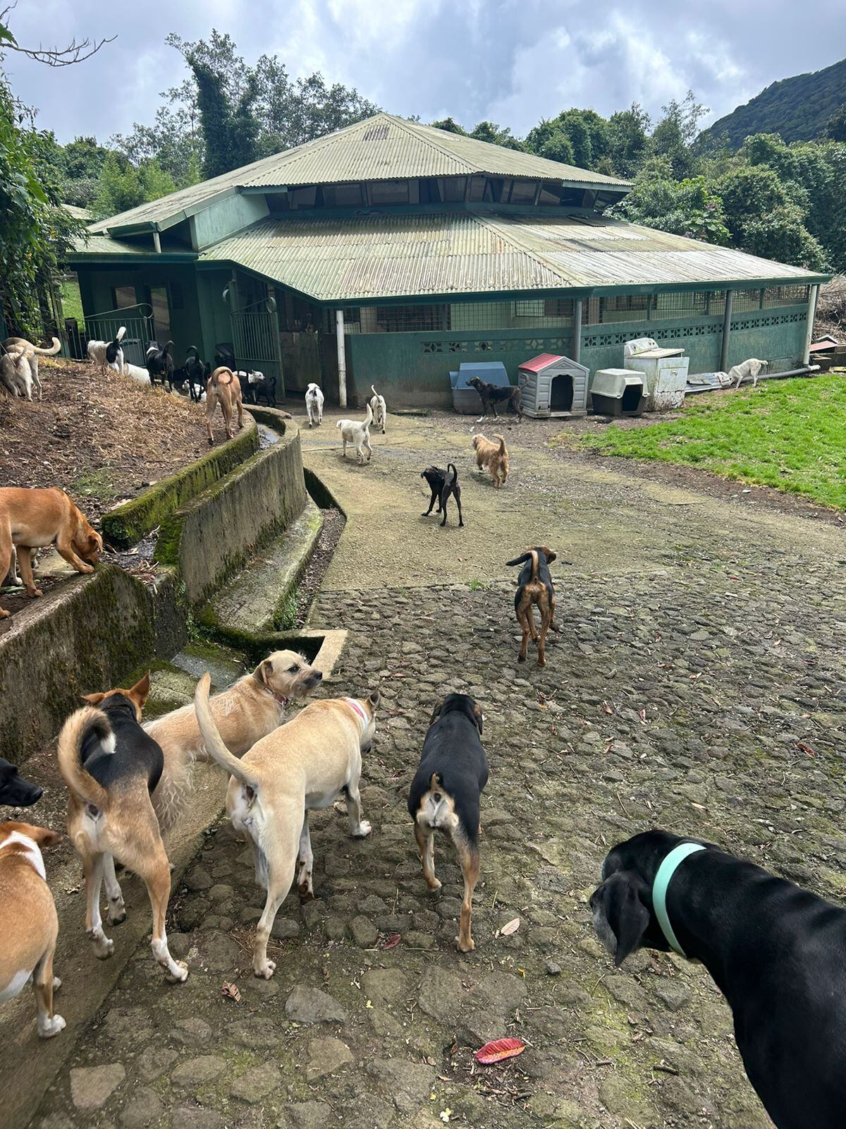 Asociación Animales de Asís CR.