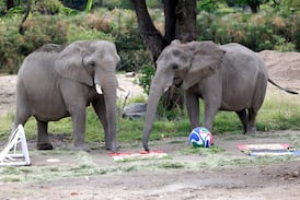 Puro instinto: animales de zoológico mexicano vaticinan resultados de juegos mundialistas