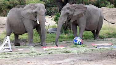 Puro instinto: animales de zoológico mexicano vaticinan resultados de juegos mundialistas