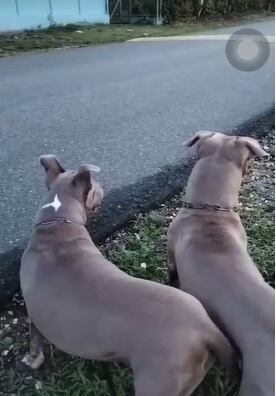 Perros american stafford atacan a otro perro en Golfito