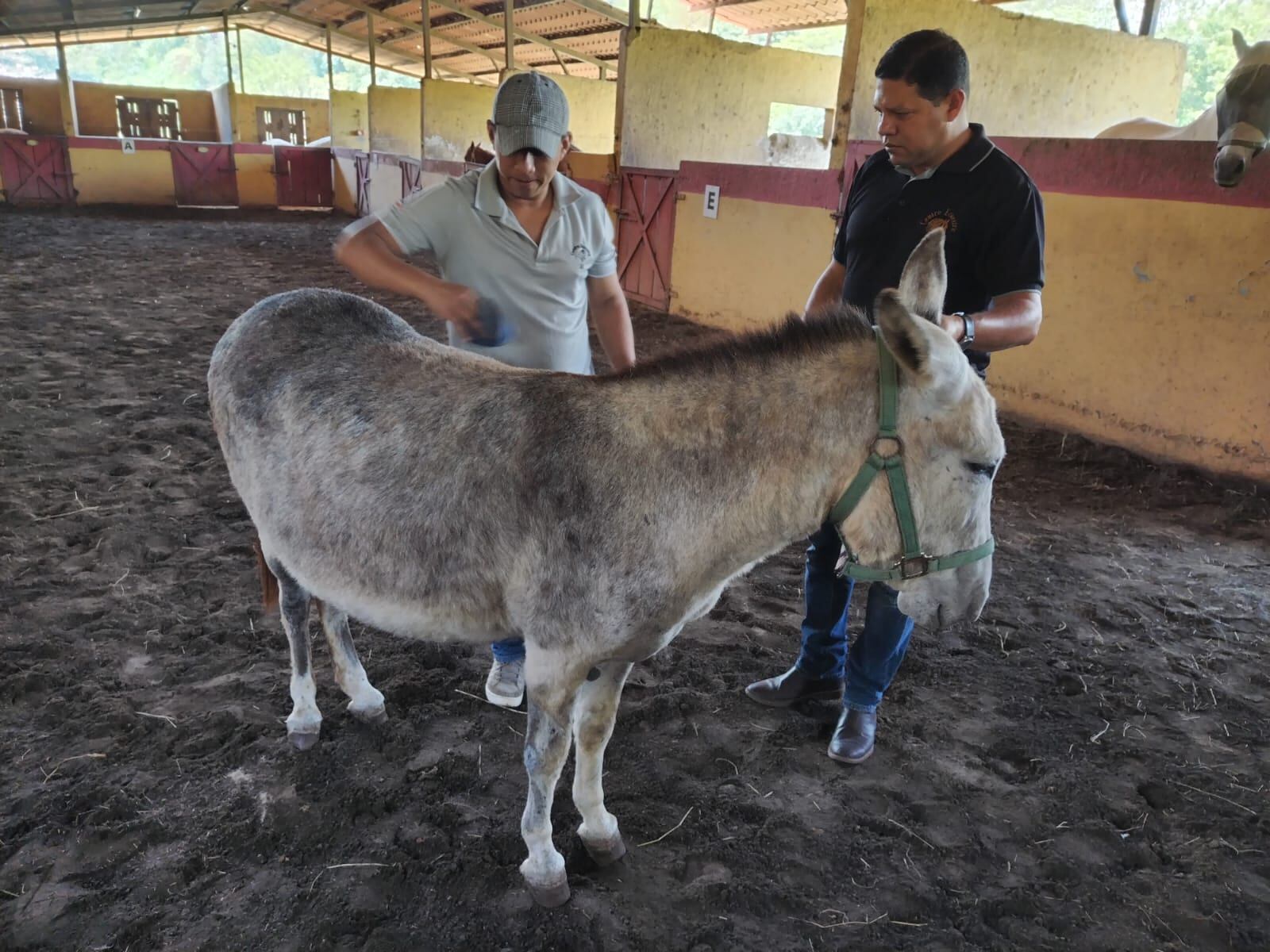 Pepe, el burrito que cargará al Señor del Triunfo, ya está listo
