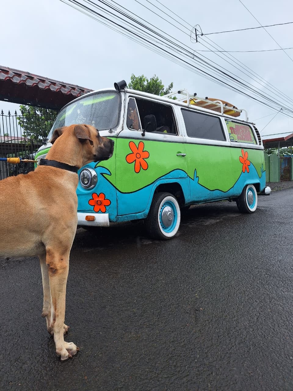 El guapileño Johan Quesada Quirós transformó en La Máquina del Misterio de la fábula Scooby Doo una Volkswagen Combi de 1971 con pintura hecha por él mismo y la usa todos los días para ir a trabajar.