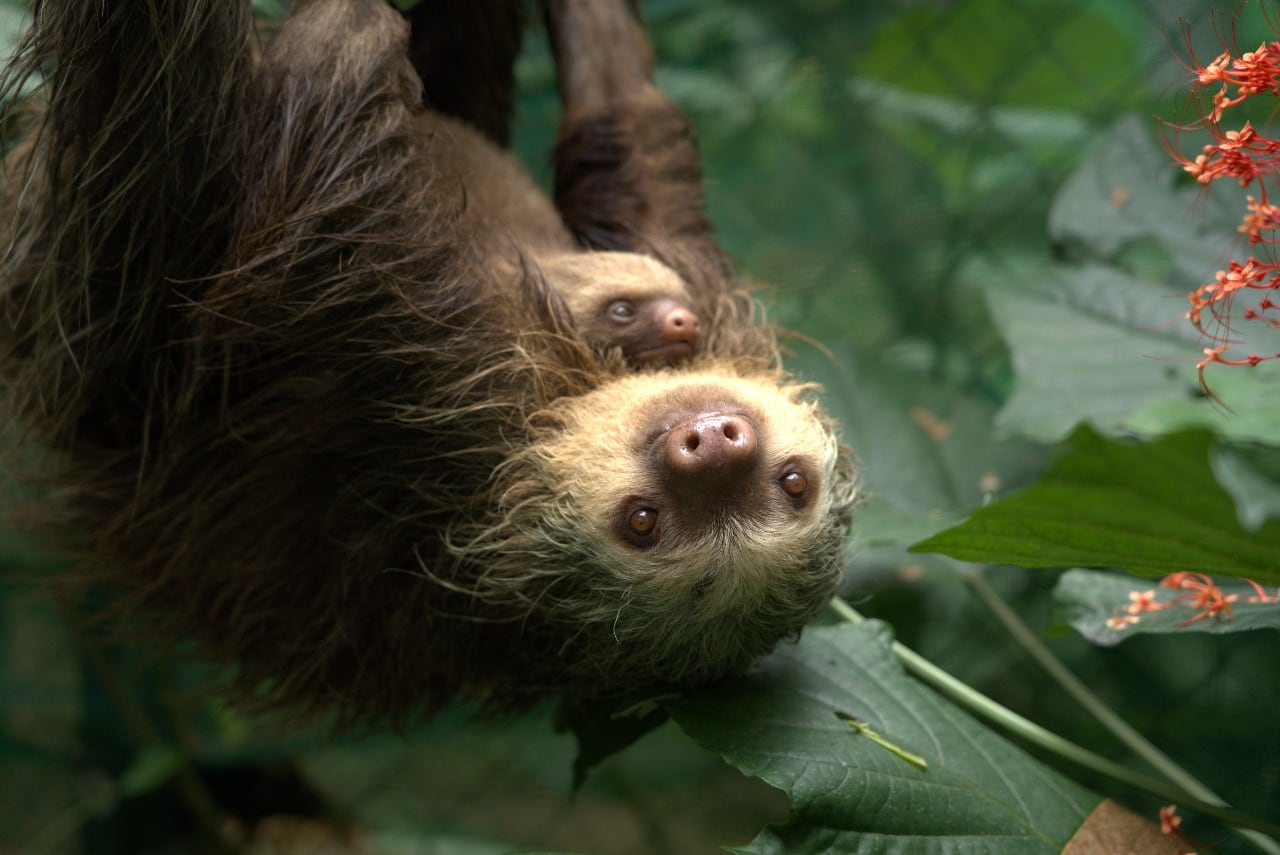 Mamá perezosa es un milagro, se electrocutó y fue sanada hasta con piel de tilapia. María Vargas Vargas, supervisora de Marketing del Toucan Rescue Ranch fue una de las rescatistas