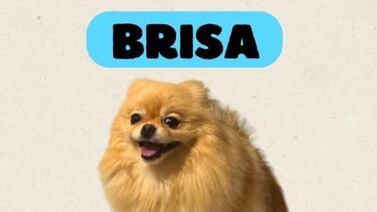 Familia está desesperada por recuperar a su perrita que unas personas se habrían llevado