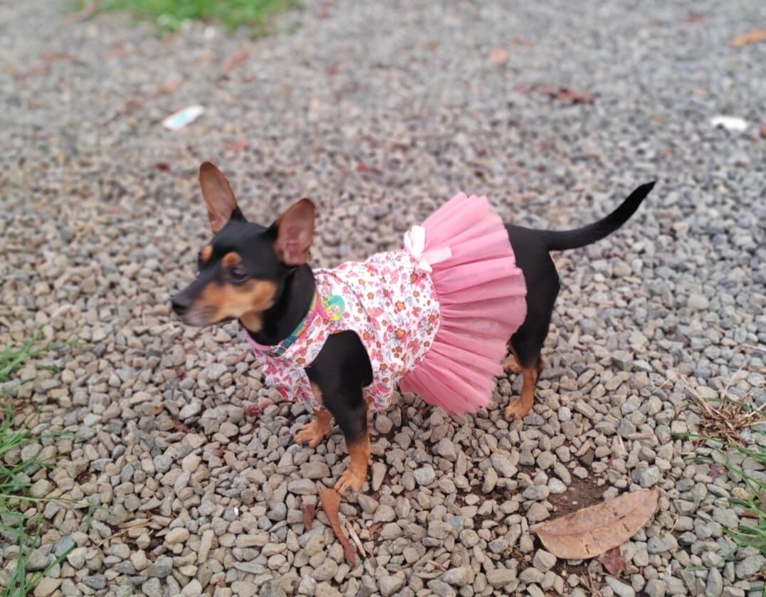 Cada 14 de enero se celebra el Día Mundial de Vestir a tu Mascota.