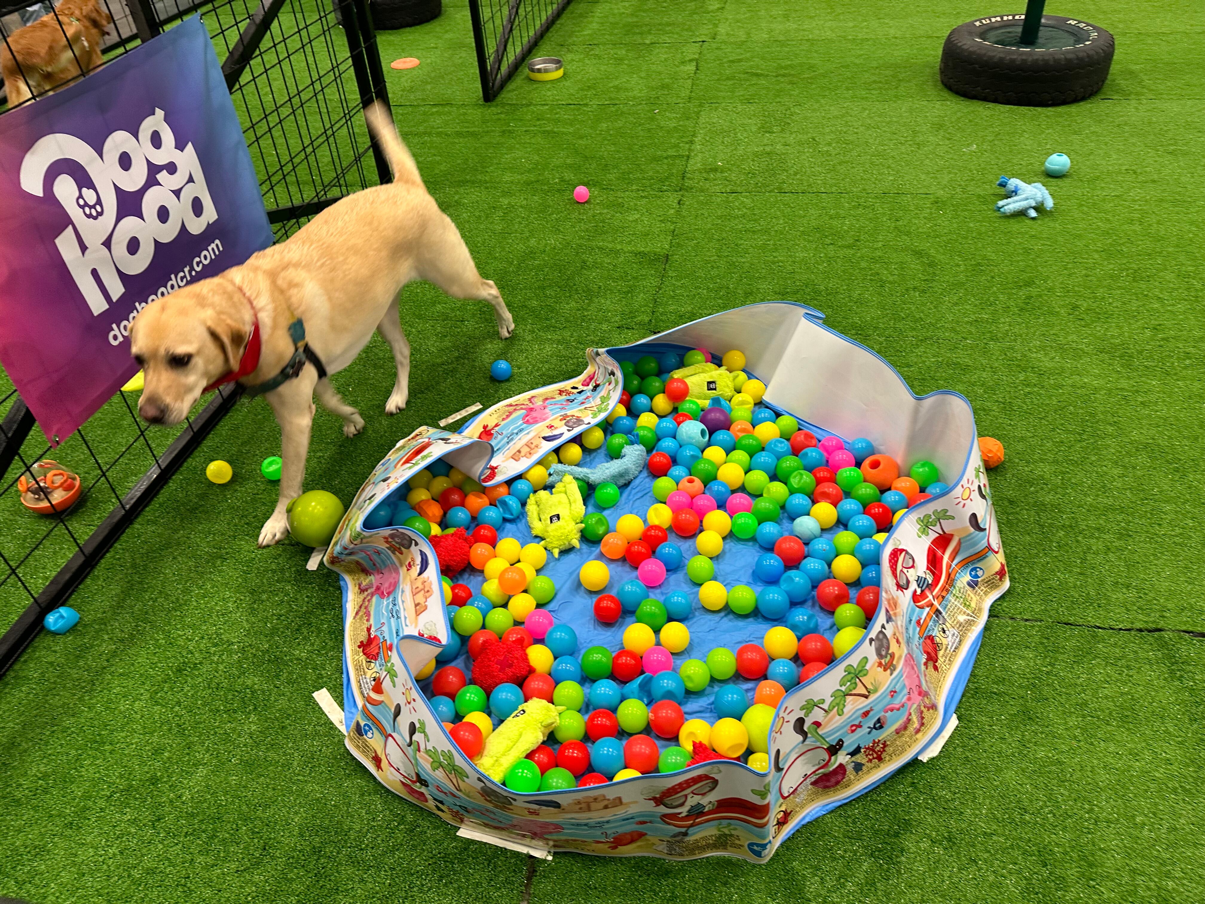 Viva Feria de Mascotas. Fotos para La Teja