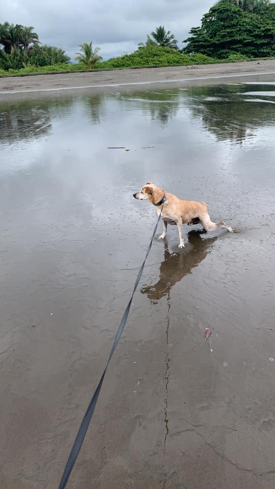 Posiblemente el zaguatico más viejo de todo el país vive en Santa Ana, le han puesto tres nombres, tiene 27 años de edad y esta muy bien de salud como para pensar que pronto podría fallecer.