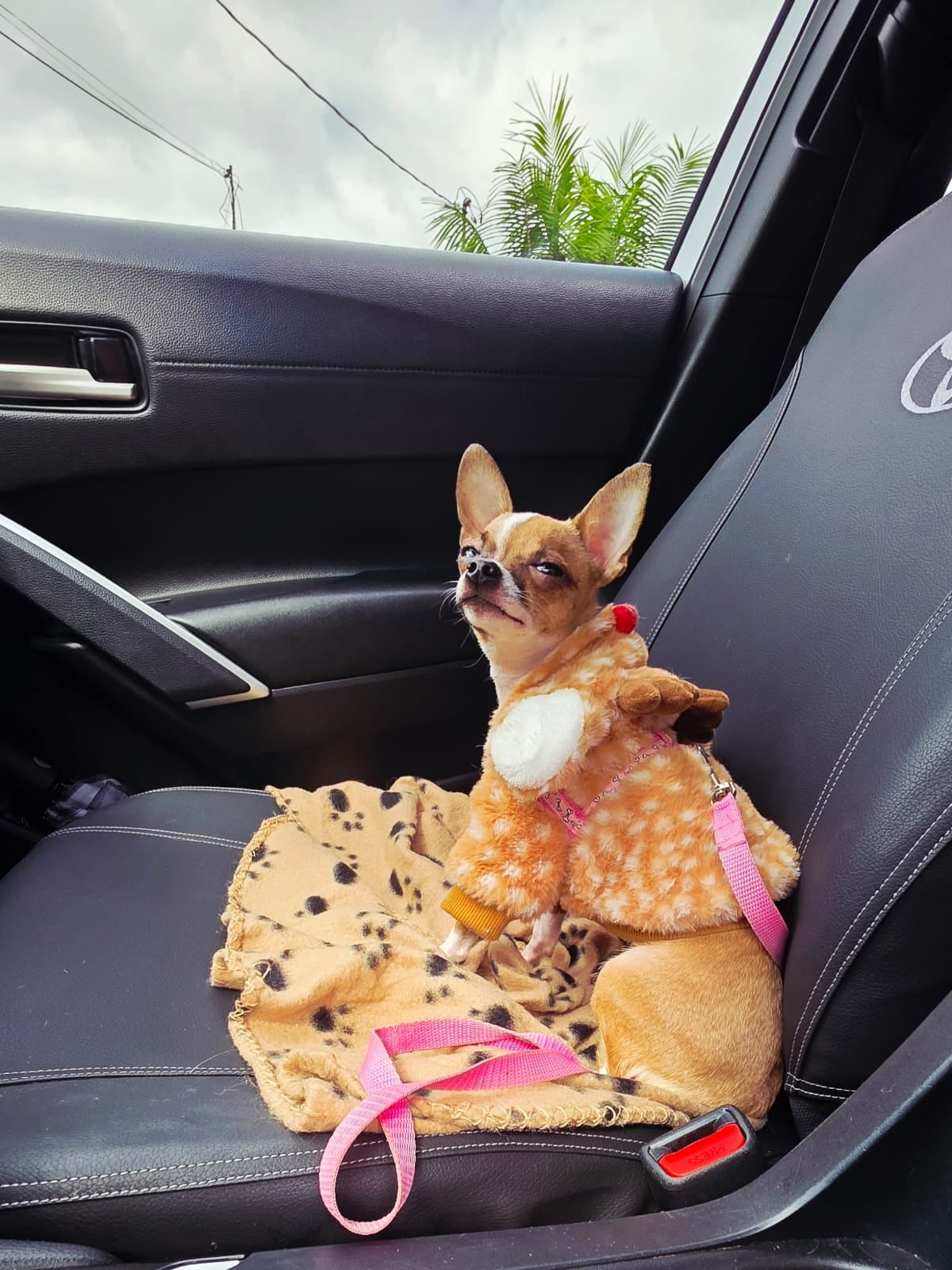 तिच्या आयुष्यातील सर्वात मोठ्या वेदनांमध्ये, जेनिफर पाझोस, 38, हिला एक लहानसा प्रकाश सापडला, जेमतेम 2 किलो आणि 400 ग्रॅम, जे आज तिला दररोज स्मित आणते, तिचे नाव बेट्टी आहे.