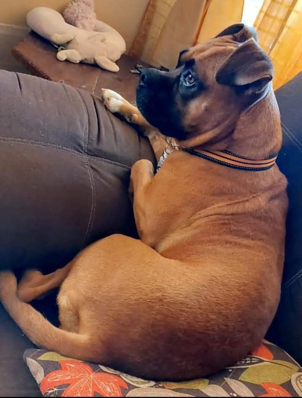 Marshall es una perrita que fue rescatada el 2 de agosto del año pasado y a pesar de ser raza bóxer con 5 años, fue adoptada por un joven de 19 años con autismo que se llama Antwan, según nos contó su mamá, doña María Aguilar Salazar