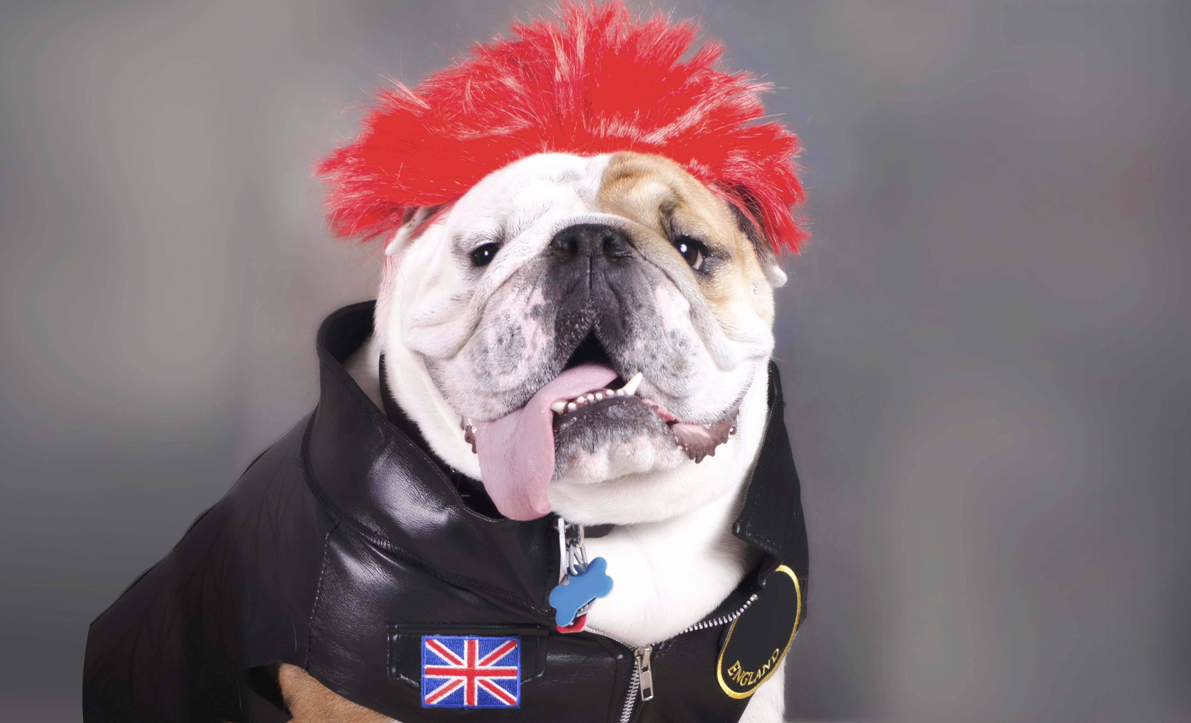 Los gustos musicales de su perro son los mismos suyos