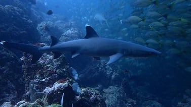 National Geographic se derrite en elogios para estos tesoros de Costa Rica