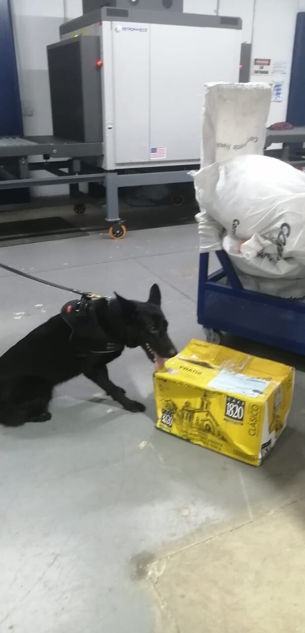 Decomisan droga oculta en paquete con tenis. Foto MSP.