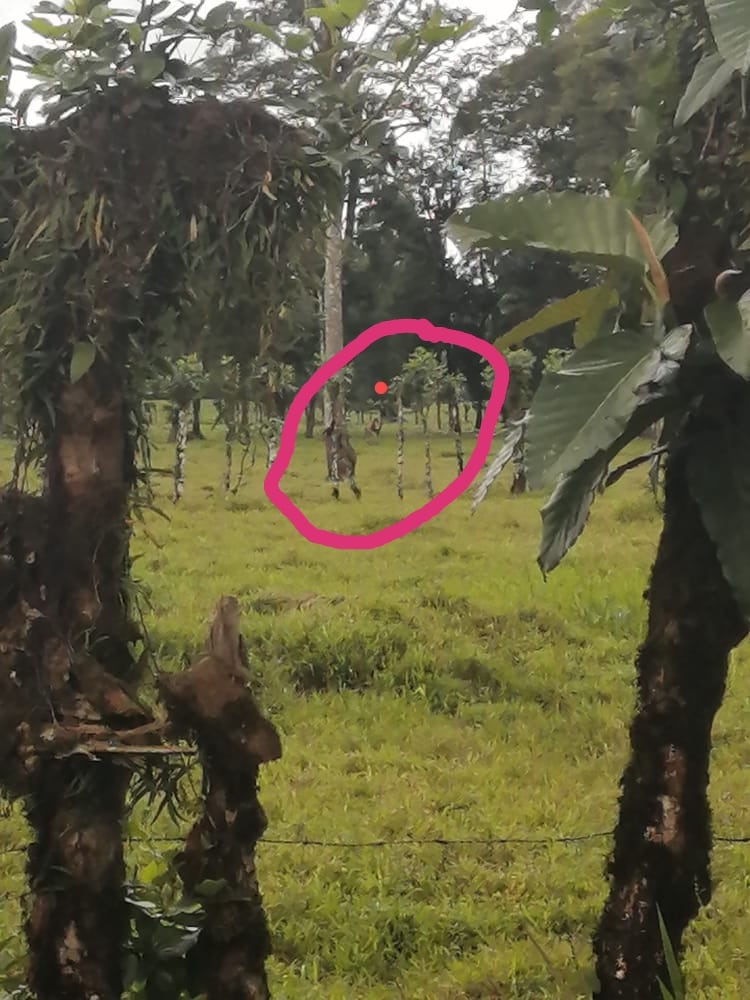 El Sistema Nacional de Áreas de Conservación en virtud de las publicaciones compartidas en redes sociales sobre la presencia de un león africano en Colonia San José de Puerto Viejo de Sarapiquí