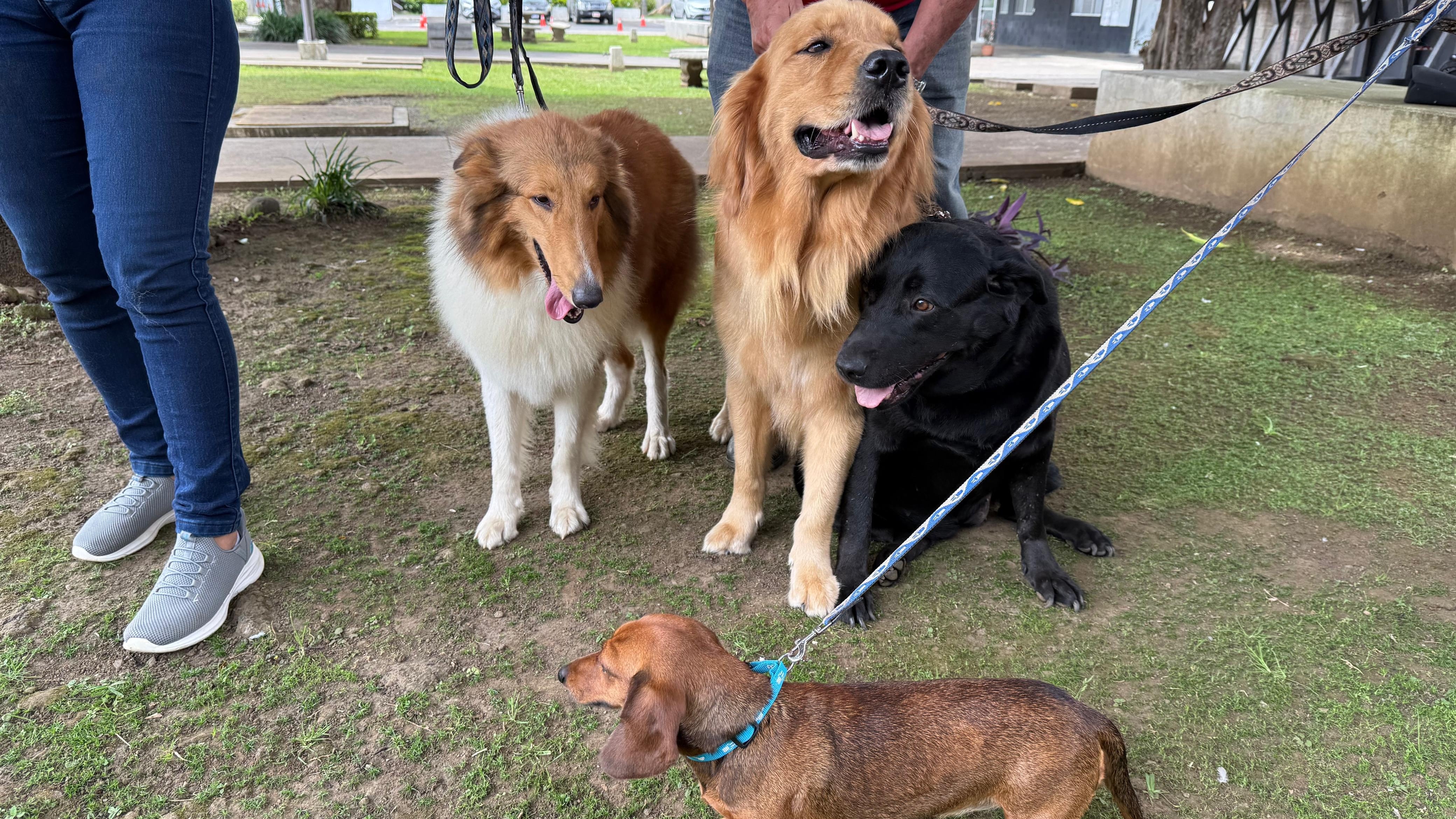Hay una pandilla de perritos que está lista para atacar con cariño y amor a quien lo necesite, ya sea niños, adultos mayores o cualquier tipo de persona que quiera disfrutar de un combo de ternura de cuatro patitas. Grettel Sánchez Calvo, presidenta fundadora de la Asociación Costarricense de Terapia Asistida por Mascotas (Acoteama)