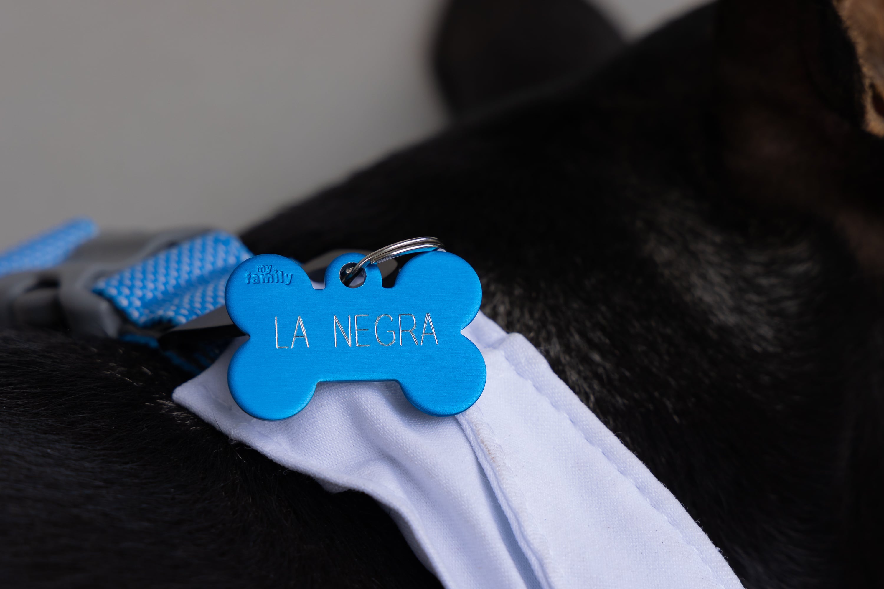 A mediados de diciembre del 2024, una zaguatita negra, flaquita y desconfiada apareció de la noche a la mañana en la sucursal de Hyundai Liberia y, sin hacer ruido ni pedir permiso, decidió que ese sería su lugar en el mundo.