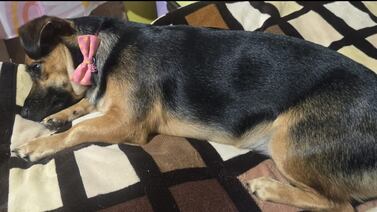 Familia ruega que les devuelvan a su perrita robada frente a su casa