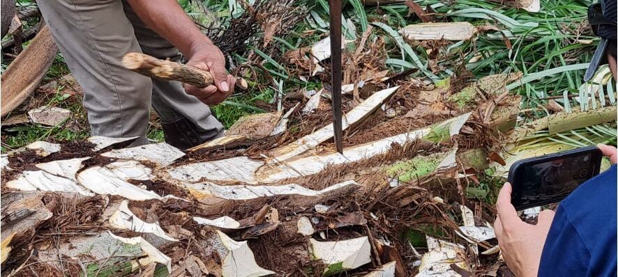 Don Francisco Alvarado, mejor conocido como “Chico de la Loma” y don José Luis Villarreal, mejor conocido como “Güicho Pizarro”, son dos experimentados coyoleros guanacatecos