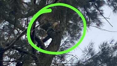 Gatito lleva 24 horas en la copa de un árbol y ni los Bomberos pueden bajarlo