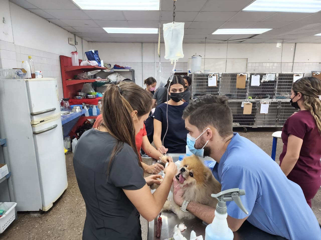 La intoxicación en los peluditos es algo que se da con frecuencia, Mauricio Jimenez director del Hospital de Especies Menores y Silvestres de la Universidad Nacional (Hems-UNA)