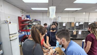 Mi perro se intoxicó ¿cómo puedo salvarlo?