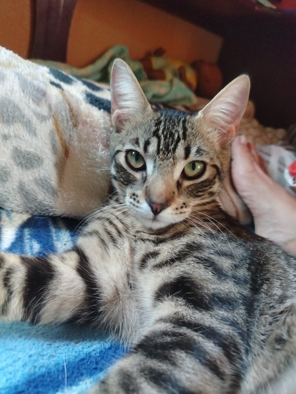 Laura Guevara rescató dos gaticos, Ronroneo y Moly, los cuales botaron recién nacidos en una caja de cervezas.