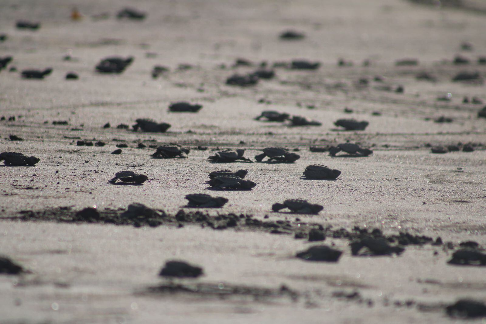 Tortugas lora en Jacó
