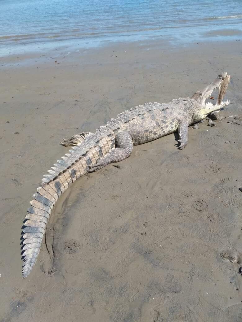 El gran cocodrilo de dos metros de largo que fue encontrado el pasado 17 de marzo por unos pescadores en la playa de Paquera, Puntarenas, podría tener en su hocico, un mensaje oculto de extraterrestres que quieren comunicarse con nosotros los humanos