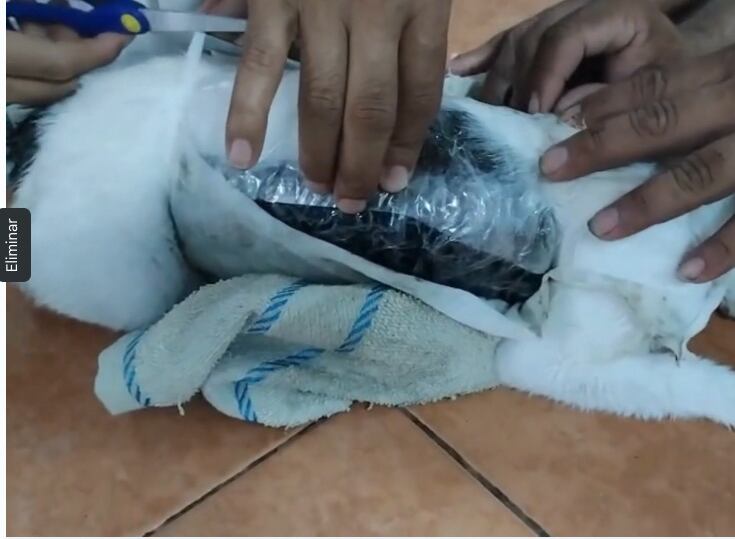 Atrapan a gato con cargamento de droga en cárcel de Pococí
