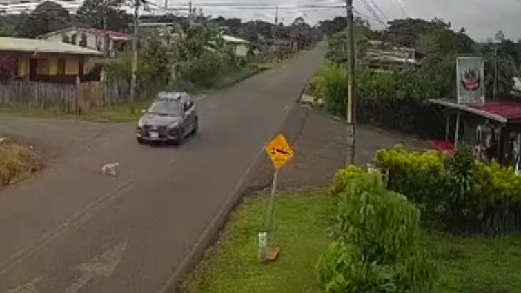 Una cámara de seguridad grabó a una conductora que luego de pitarle a un perro lo atropelló dejándolo gravemente herido. Foto: Captura de video
