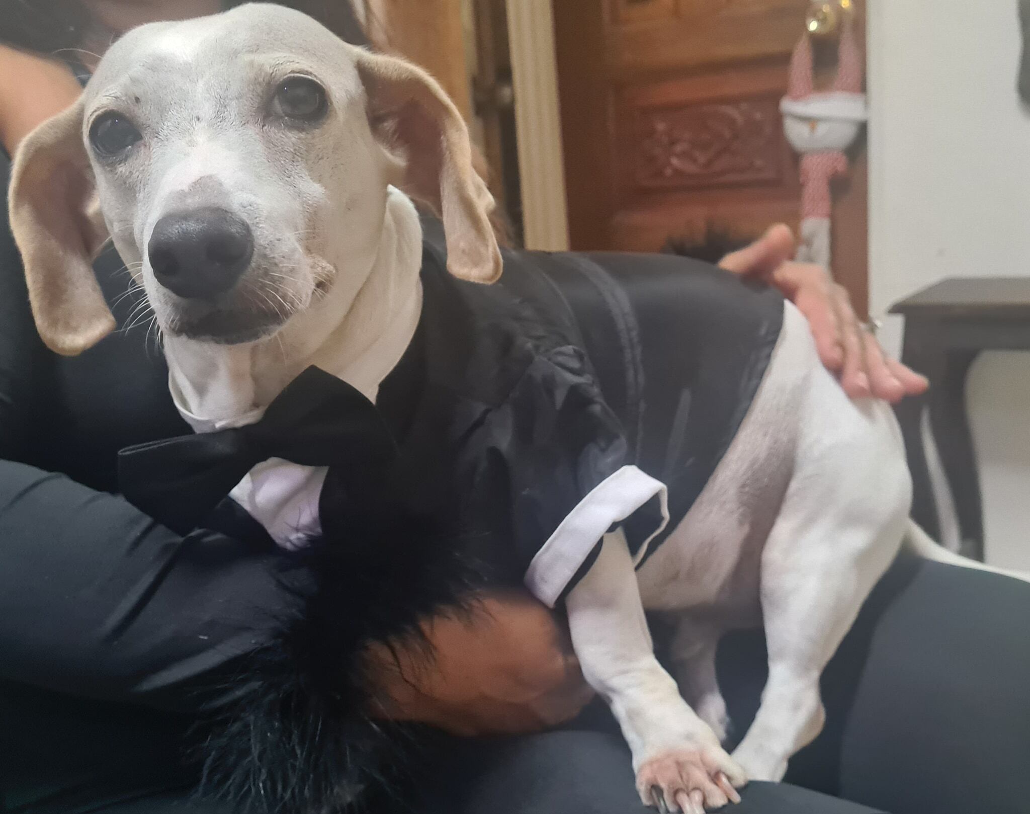 Cada 14 de enero se celebra el Día Mundial de Vestir a tu Mascota.