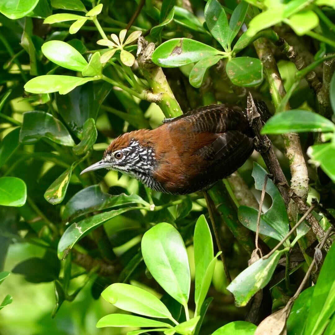National Geographic se derrite en elogios para estos tesoros de Costa Rica.