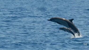 ¡Qué belleza! Delfines sorprenden en un río de agua dulce de nuestro país