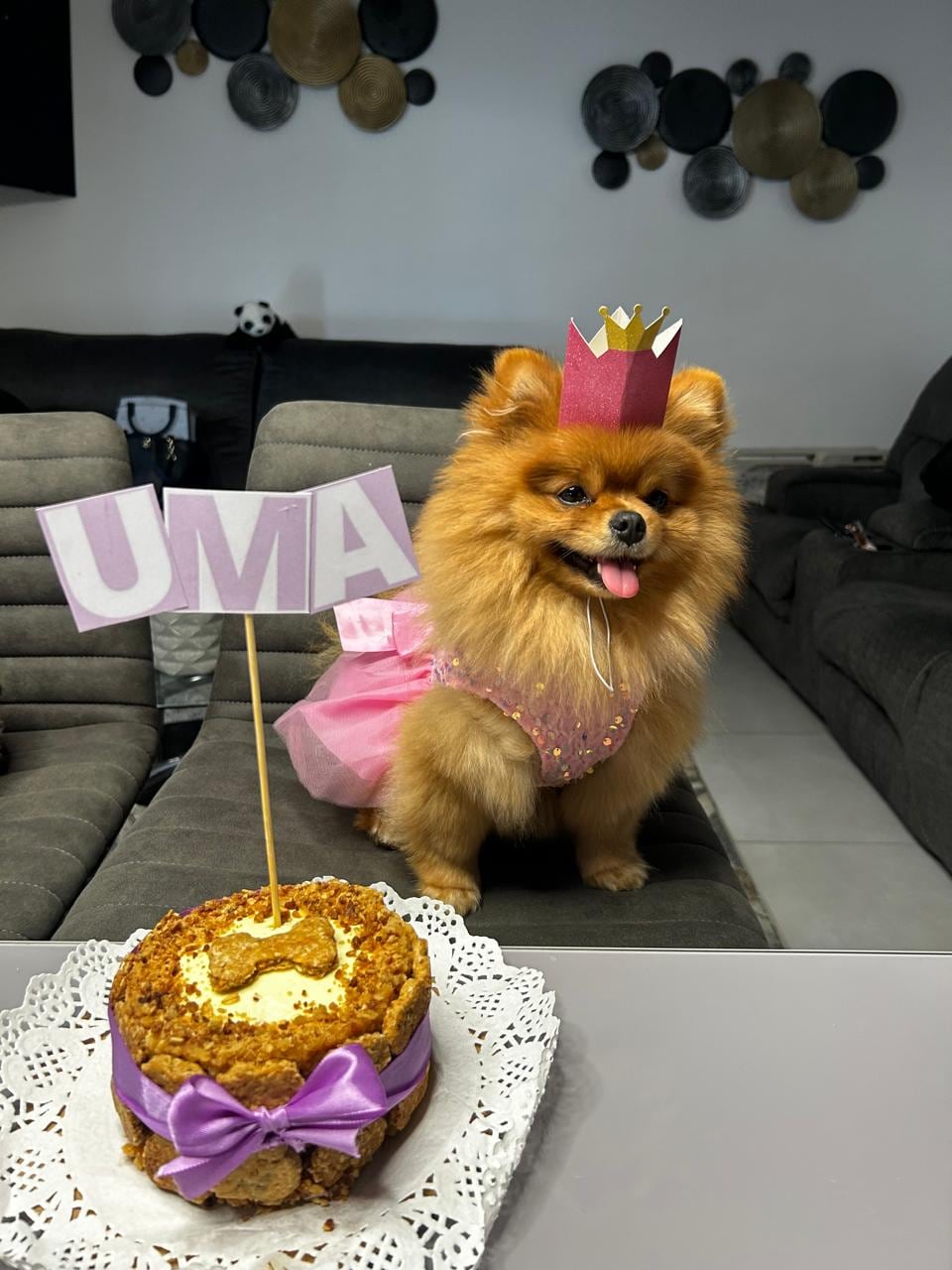 Uma, una simpática perrita pomerania de tres años que viajó desde Costa Rica hasta Estados Unidos para acompañar a su familia en una aventura que se vive a puro fútbol.