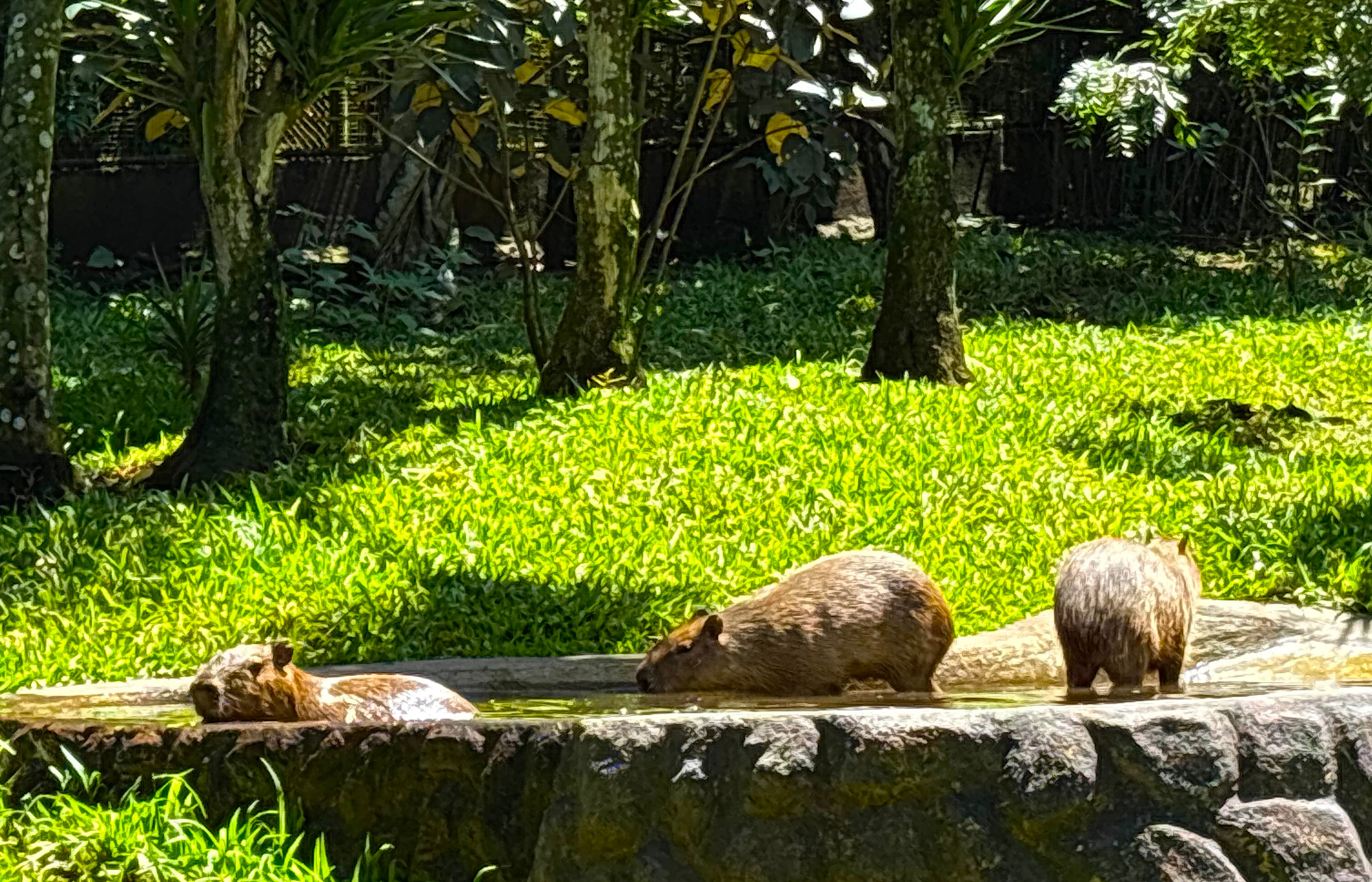 Desde que fueron puestas en exhibición al público a inicios de julio, las capibaras viven en un recinto especial adaptado a las necesidades de esa especie. Fotografía: