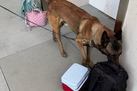 Zeus, el perro que olfateó el peligro el 1 de mayo en la Asamblea Legislativa
