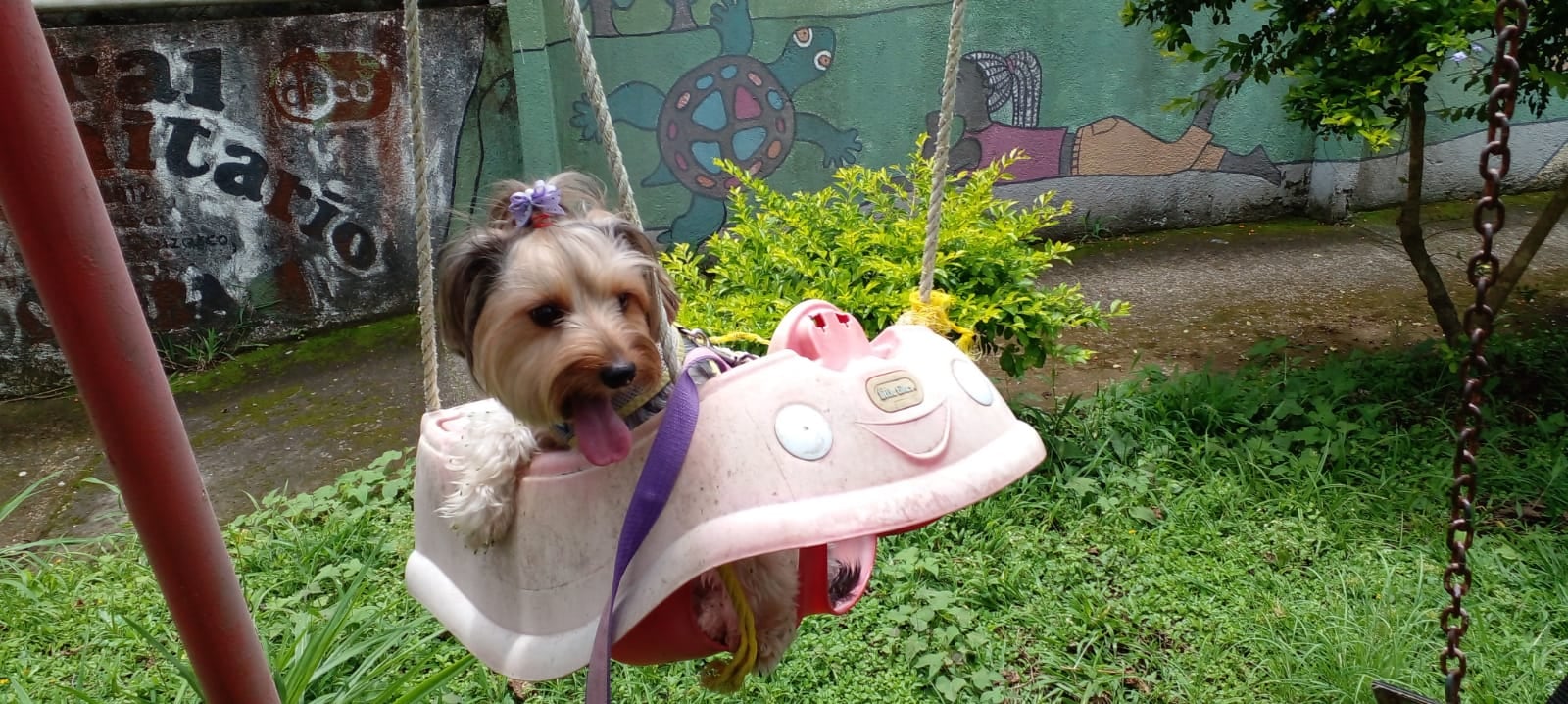 Frida es una perrita que llena de ladridos de amor a la familia Soto Rodríguez. Don Alexander Soto es el abuelito humano de esta peludita raza Yorkshire Terrier