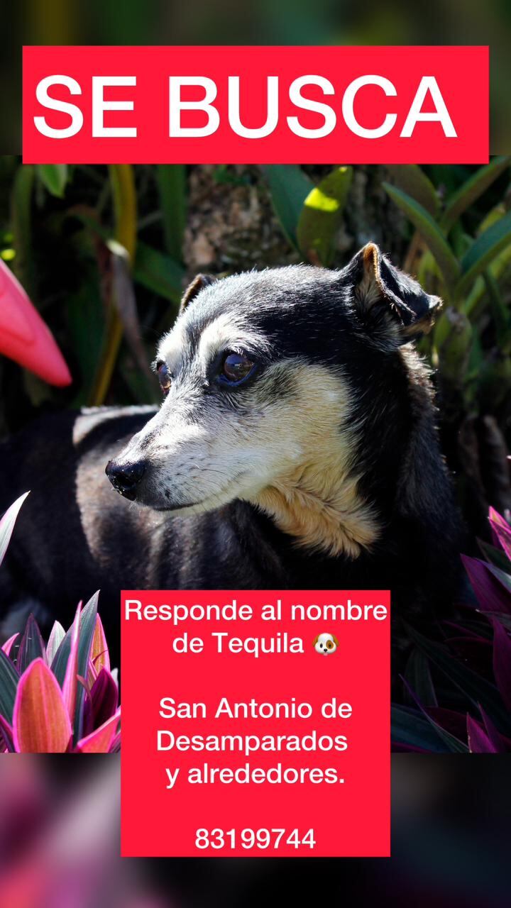 Tequila se perdió en San Antonio de Desamparados.