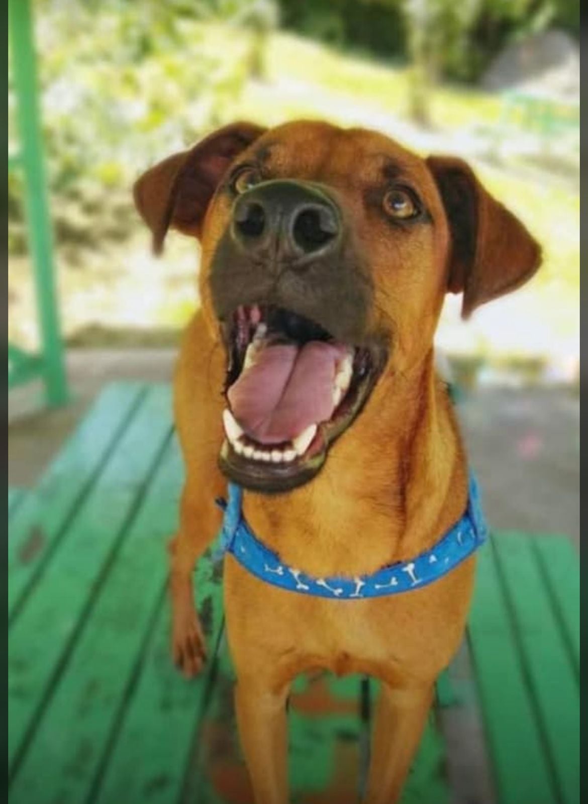 La familia del perrito Charlie está desesperada por encontrarlo