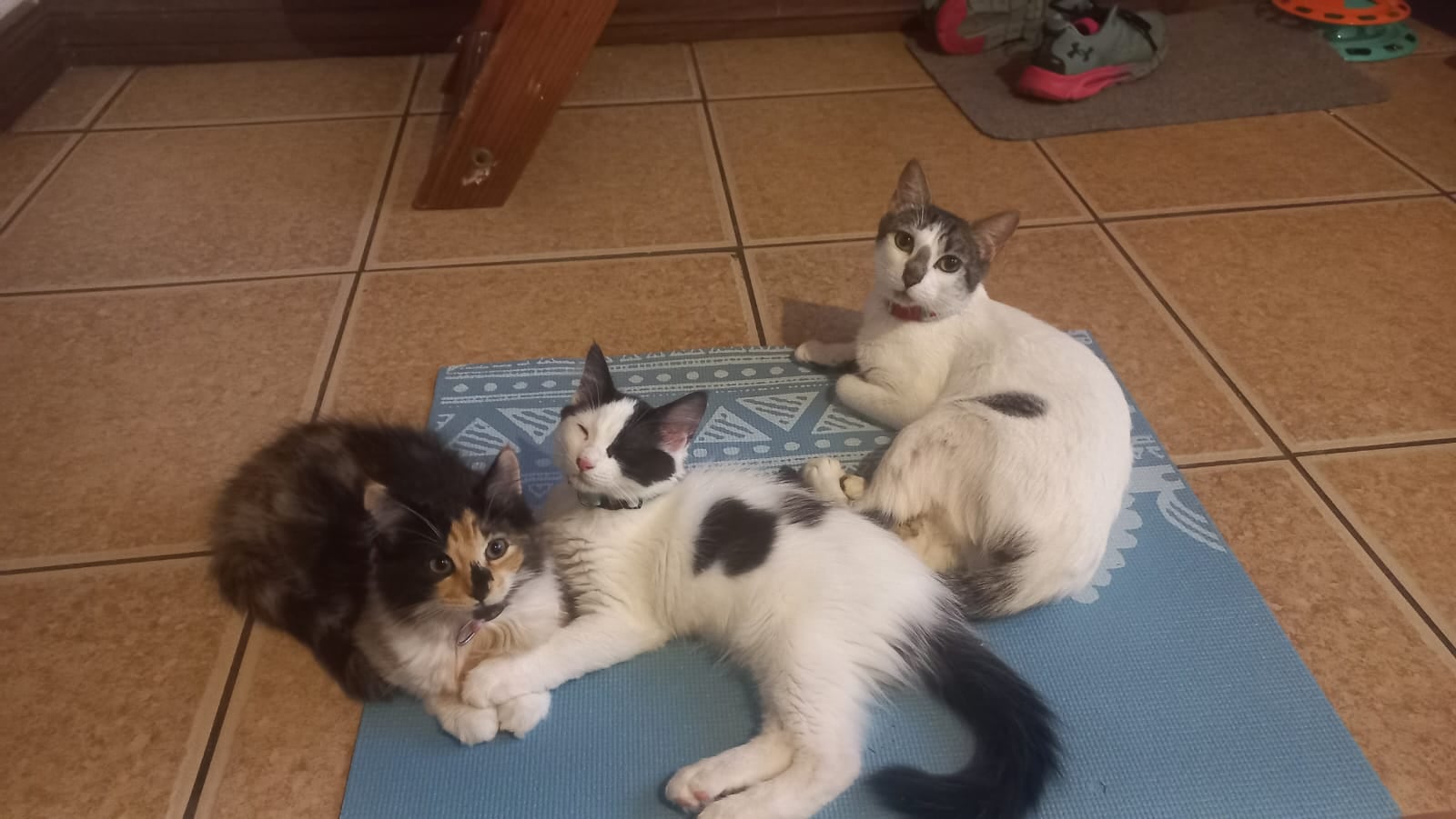 LLegó herida y embarazada, hoy está rescatada, descansa en su casa actual.