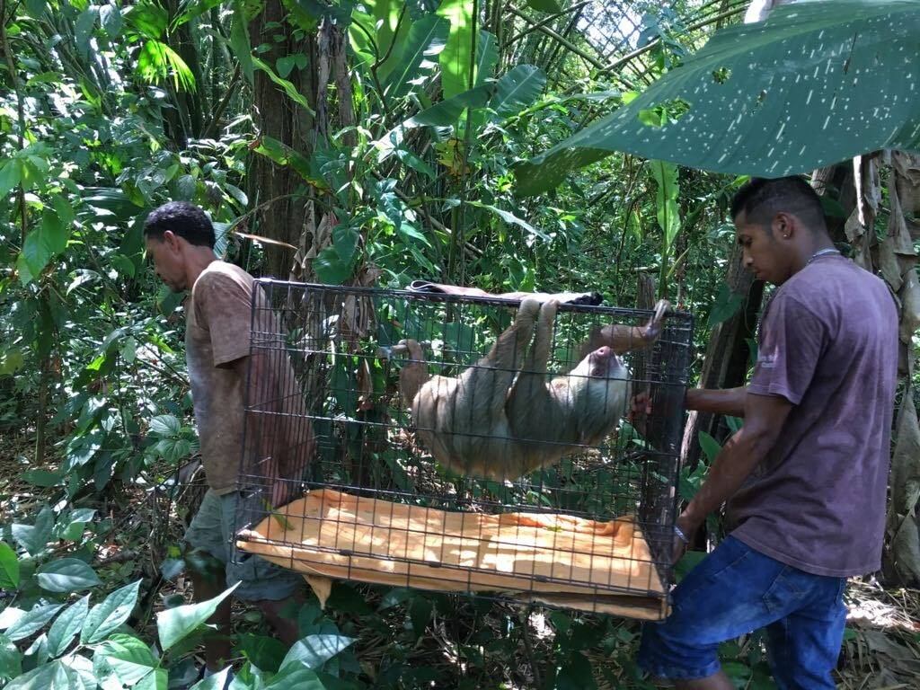 Jeffery Allen Rochte es de la tercera generación de una familia que cuida los perezosos de dos y tres dedos en Cahuita, LImón, donde tienen el Santuario de Perezosos.