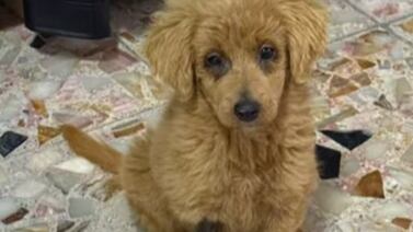 Perrita que fue decolorada para venderla como golden ahora lucha por su vida