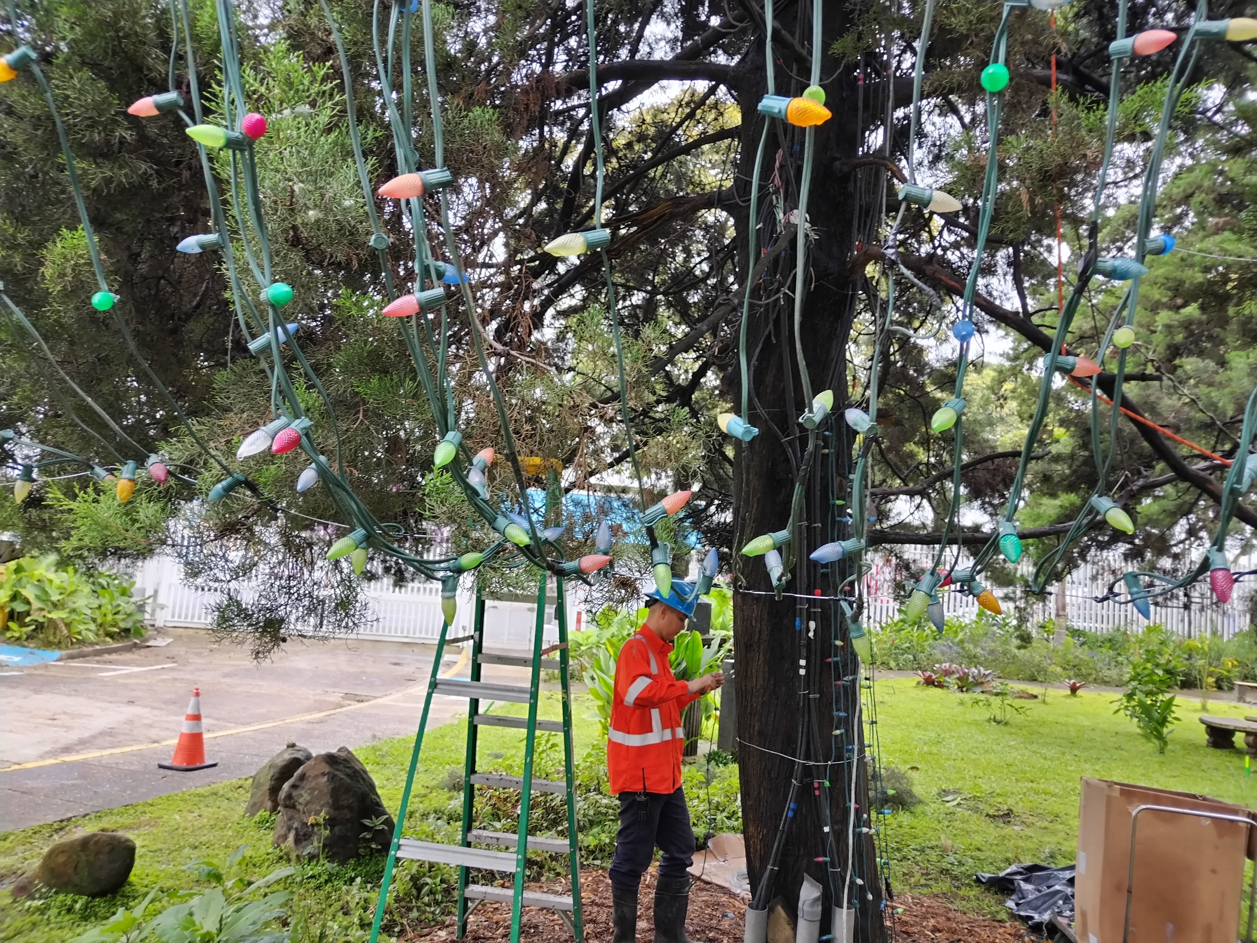 Tremenda alegría nos llevamos cuando pudimos confirmar que al arbolito de Navidad del Hospital Nacional de Niños (HNN) ya le están poniendo las lucecitas que iluminarán la alegría de miles de niños en todo el país, principalmente, a los pequeñitos que están en ese hospital. En la foto, Dany Gómez del departamento de Alumbrado Público de la CNFL