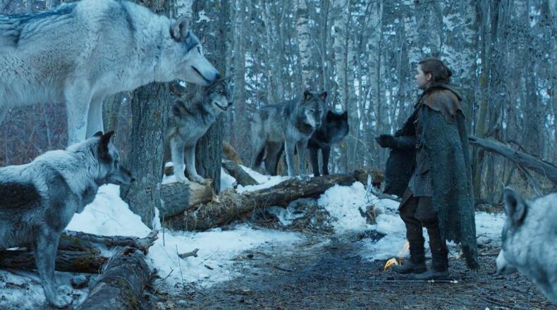 Esta especie de lobos se hizo famosa por aparecer en Juego de Tronos.